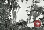 Image les oiseaux sauvages United States USA, 1921, de la seconde 56 séquences d'archives historiques vidéo 65675021531