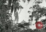 Image les oiseaux sauvages United States USA, 1921, de la seconde 58 séquences d'archives historiques vidéo 65675021531