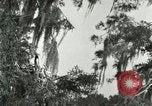Image les oiseaux sauvages United States USA, 1921, de la seconde 59 séquences d'archives historiques vidéo 65675021531