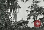 Image les oiseaux sauvages United States USA, 1921, de la seconde 60 séquences d'archives historiques vidéo 65675021531