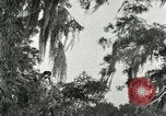 Image les oiseaux sauvages United States USA, 1921, de la seconde 62 séquences d'archives historiques vidéo 65675021531