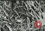 Standbild wildlebenden Vogelarten United States USA, 1921, aus Sekunde 1 historischem Filmmaterial Videoclip 65675021532