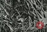 Standbild wildlebenden Vogelarten United States USA, 1921, aus Sekunde 3 historischem Filmmaterial Videoclip 65675021532