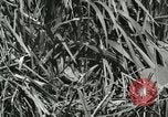 Standbild wildlebenden Vogelarten United States USA, 1921, aus Sekunde 4 historischem Filmmaterial Videoclip 65675021532