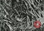 Standbild wildlebenden Vogelarten United States USA, 1921, aus Sekunde 5 historischem Filmmaterial Videoclip 65675021532