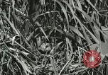 Standbild wildlebenden Vogelarten United States USA, 1921, aus Sekunde 6 historischem Filmmaterial Videoclip 65675021532