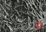 Standbild wildlebenden Vogelarten United States USA, 1921, aus Sekunde 8 historischem Filmmaterial Videoclip 65675021532