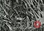 Standbild wildlebenden Vogelarten United States USA, 1921, aus Sekunde 9 historischem Filmmaterial Videoclip 65675021532