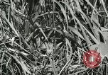 Standbild wildlebenden Vogelarten United States USA, 1921, aus Sekunde 10 historischem Filmmaterial Videoclip 65675021532