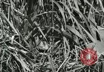 Standbild wildlebenden Vogelarten United States USA, 1921, aus Sekunde 12 historischem Filmmaterial Videoclip 65675021532
