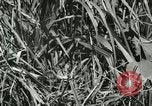 Standbild wildlebenden Vogelarten United States USA, 1921, aus Sekunde 14 historischem Filmmaterial Videoclip 65675021532