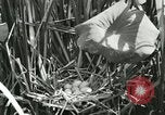 Standbild wildlebenden Vogelarten United States USA, 1921, aus Sekunde 15 historischem Filmmaterial Videoclip 65675021532