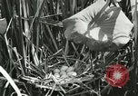 Standbild wildlebenden Vogelarten United States USA, 1921, aus Sekunde 18 historischem Filmmaterial Videoclip 65675021532