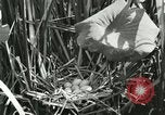 Standbild wildlebenden Vogelarten United States USA, 1921, aus Sekunde 19 historischem Filmmaterial Videoclip 65675021532