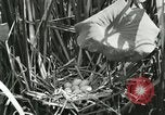 Standbild wildlebenden Vogelarten United States USA, 1921, aus Sekunde 20 historischem Filmmaterial Videoclip 65675021532
