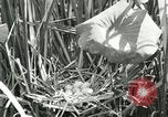 Standbild wildlebenden Vogelarten United States USA, 1921, aus Sekunde 22 historischem Filmmaterial Videoclip 65675021532