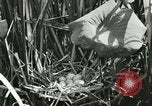 Standbild wildlebenden Vogelarten United States USA, 1921, aus Sekunde 23 historischem Filmmaterial Videoclip 65675021532