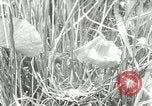 Standbild wildlebenden Vogelarten United States USA, 1921, aus Sekunde 24 historischem Filmmaterial Videoclip 65675021532