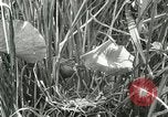 Standbild wildlebenden Vogelarten United States USA, 1921, aus Sekunde 25 historischem Filmmaterial Videoclip 65675021532