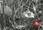 Standbild wildlebenden Vogelarten United States USA, 1921, aus Sekunde 28 historischem Filmmaterial Videoclip 65675021532