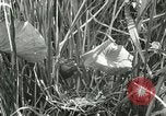 Standbild wildlebenden Vogelarten United States USA, 1921, aus Sekunde 29 historischem Filmmaterial Videoclip 65675021532