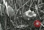 Standbild wildlebenden Vogelarten United States USA, 1921, aus Sekunde 30 historischem Filmmaterial Videoclip 65675021532