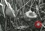 Standbild wildlebenden Vogelarten United States USA, 1921, aus Sekunde 31 historischem Filmmaterial Videoclip 65675021532