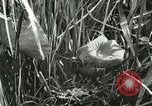 Standbild wildlebenden Vogelarten United States USA, 1921, aus Sekunde 32 historischem Filmmaterial Videoclip 65675021532