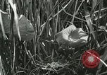 Standbild wildlebenden Vogelarten United States USA, 1921, aus Sekunde 33 historischem Filmmaterial Videoclip 65675021532