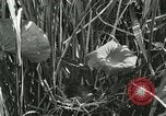 Standbild wildlebenden Vogelarten United States USA, 1921, aus Sekunde 34 historischem Filmmaterial Videoclip 65675021532