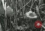 Standbild wildlebenden Vogelarten United States USA, 1921, aus Sekunde 35 historischem Filmmaterial Videoclip 65675021532