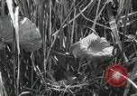 Standbild wildlebenden Vogelarten United States USA, 1921, aus Sekunde 36 historischem Filmmaterial Videoclip 65675021532