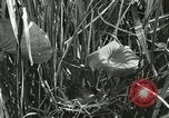 Standbild wildlebenden Vogelarten United States USA, 1921, aus Sekunde 37 historischem Filmmaterial Videoclip 65675021532