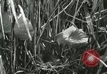 Standbild wildlebenden Vogelarten United States USA, 1921, aus Sekunde 38 historischem Filmmaterial Videoclip 65675021532