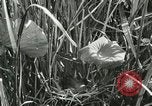 Standbild wildlebenden Vogelarten United States USA, 1921, aus Sekunde 39 historischem Filmmaterial Videoclip 65675021532