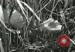 Standbild wildlebenden Vogelarten United States USA, 1921, aus Sekunde 40 historischem Filmmaterial Videoclip 65675021532