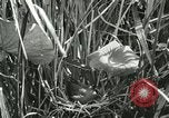 Standbild wildlebenden Vogelarten United States USA, 1921, aus Sekunde 41 historischem Filmmaterial Videoclip 65675021532