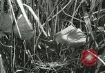Standbild wildlebenden Vogelarten United States USA, 1921, aus Sekunde 42 historischem Filmmaterial Videoclip 65675021532