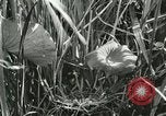 Standbild wildlebenden Vogelarten United States USA, 1921, aus Sekunde 43 historischem Filmmaterial Videoclip 65675021532