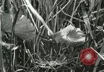 Standbild wildlebenden Vogelarten United States USA, 1921, aus Sekunde 44 historischem Filmmaterial Videoclip 65675021532