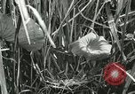 Standbild wildlebenden Vogelarten United States USA, 1921, aus Sekunde 45 historischem Filmmaterial Videoclip 65675021532