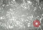 Standbild wildlebenden Vogelarten United States USA, 1921, aus Sekunde 47 historischem Filmmaterial Videoclip 65675021532