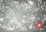 Standbild wildlebenden Vogelarten United States USA, 1921, aus Sekunde 48 historischem Filmmaterial Videoclip 65675021532
