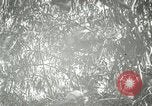 Standbild wildlebenden Vogelarten United States USA, 1921, aus Sekunde 49 historischem Filmmaterial Videoclip 65675021532