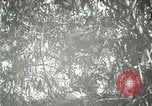 Standbild wildlebenden Vogelarten United States USA, 1921, aus Sekunde 50 historischem Filmmaterial Videoclip 65675021532