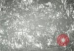 Standbild wildlebenden Vogelarten United States USA, 1921, aus Sekunde 51 historischem Filmmaterial Videoclip 65675021532