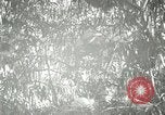 Standbild wildlebenden Vogelarten United States USA, 1921, aus Sekunde 52 historischem Filmmaterial Videoclip 65675021532