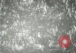 Standbild wildlebenden Vogelarten United States USA, 1921, aus Sekunde 53 historischem Filmmaterial Videoclip 65675021532