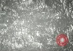 Standbild wildlebenden Vogelarten United States USA, 1921, aus Sekunde 54 historischem Filmmaterial Videoclip 65675021532