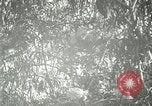 Standbild wildlebenden Vogelarten United States USA, 1921, aus Sekunde 55 historischem Filmmaterial Videoclip 65675021532
